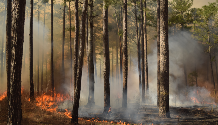 Fire Lights the Way for Restoration and Management at Piedmont NWR